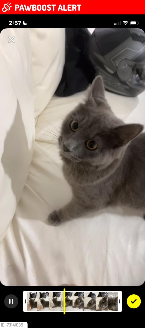 Lost Female Cat last seen Woolworths, Redbank Plains, QLD 4301