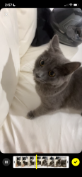 Lost Female Cat last seen Woolworths, Redbank Plains, QLD 4301
