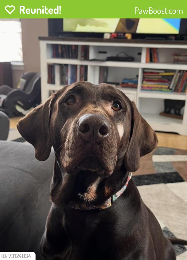 Reunited Female Dog last seen Near Jackson St, Denver, CO 80205, USA, Denver, CO 80205