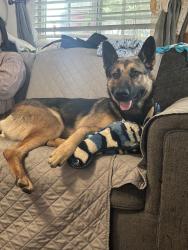 Reunited Female Dog last seen Near E Duell St, Azusa, CA 91702, USA, Azusa, CA 91702