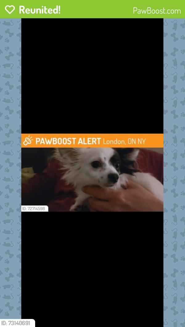 Reunited Male Dog last seen Kipps lane, London, ON 
