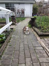 Reunited Male Dog last seen West 12th and Trimble, Vancouver, BC V6R 2R1