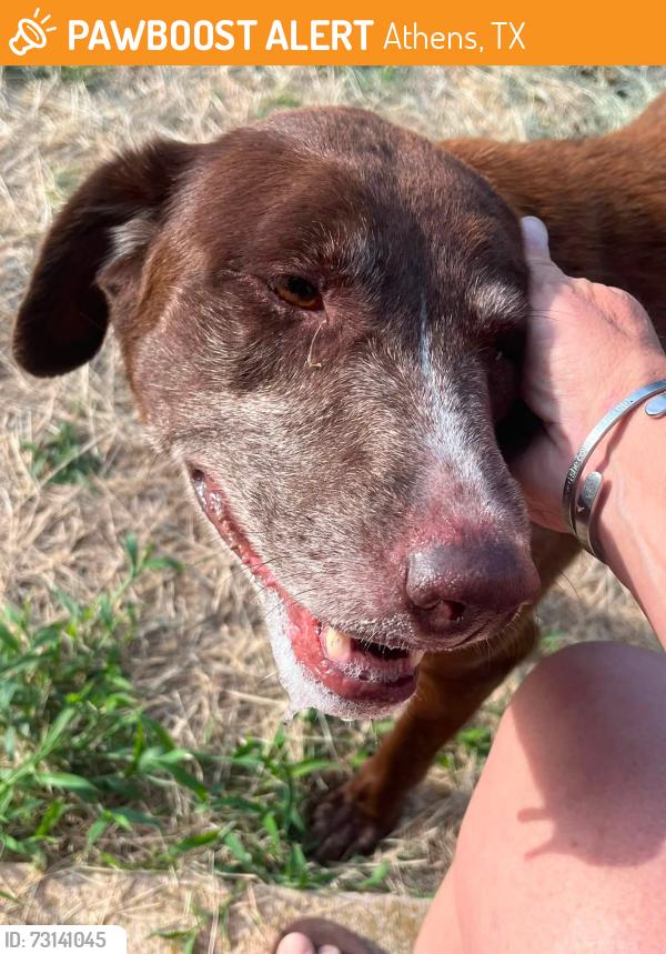 Found/Stray Female Dog last seen Near and the Loop 7, Athens, TX 75751