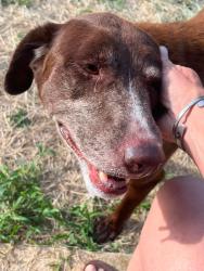 Found/Stray Female Dog last seen Near and the Loop 7, Athens, TX 75751