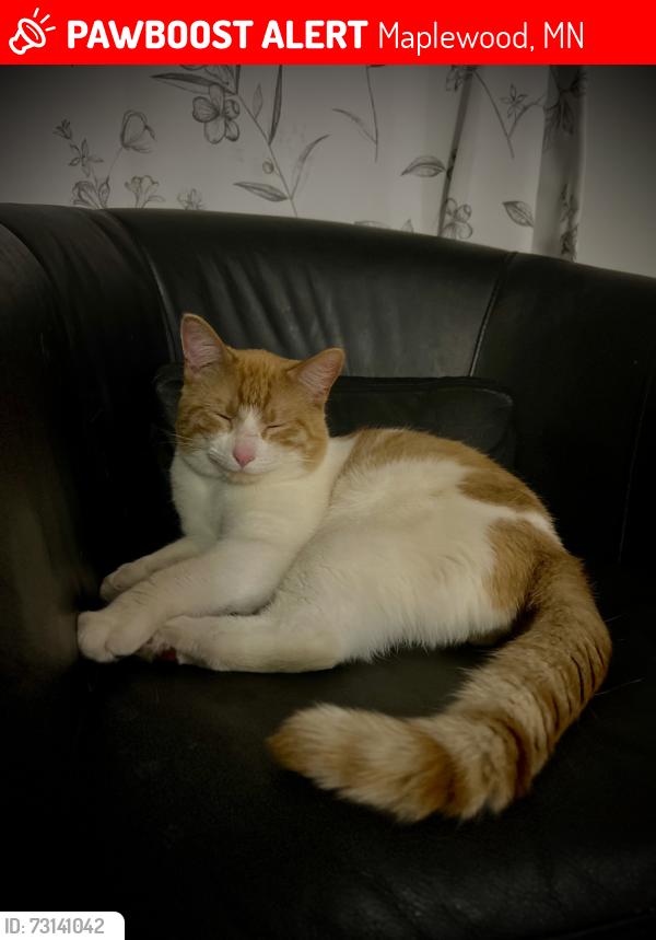 Lost Male Cat last seen Mary St N, Maplewood, MN 55119
