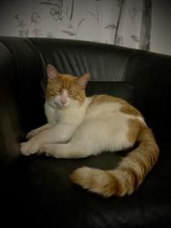 Lost Male Cat last seen Mary St N, Maplewood, MN 55119