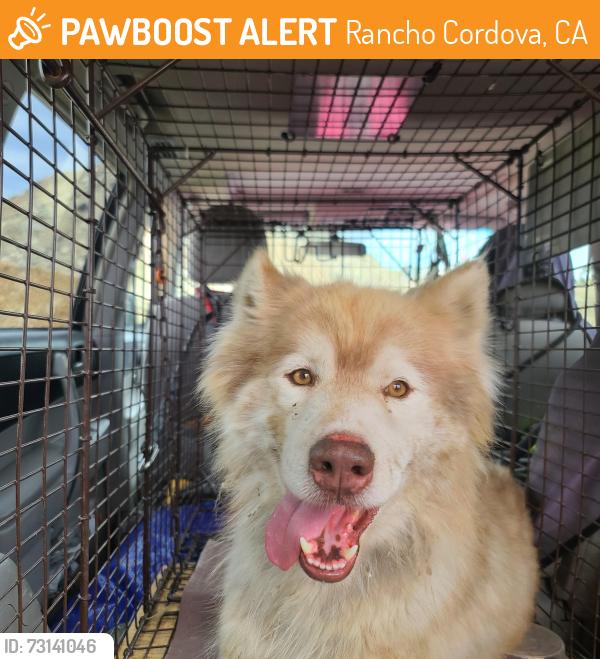 Found/Stray Male Dog last seen White Rock Road, Rancho Cordova, CA 95742