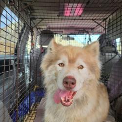 Found/Stray Male Dog last seen White Rock Road, Rancho Cordova, CA 95742