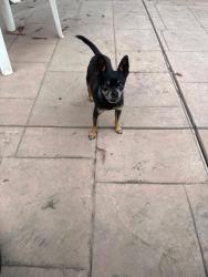 Lost Male Dog last seen 9th St. Modesto Ca, Modesto, CA 95358