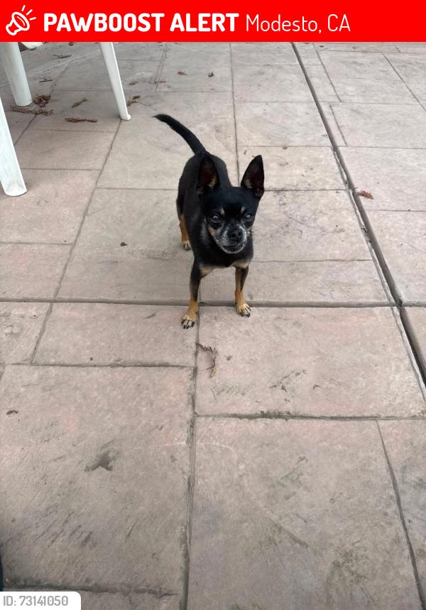 Lost Male Dog last seen 9th St. Modesto Ca, Modesto, CA 95358
