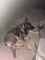 Reunited Female Dog last seen Loch Langham & Glenpatti, Houston, TX 77084