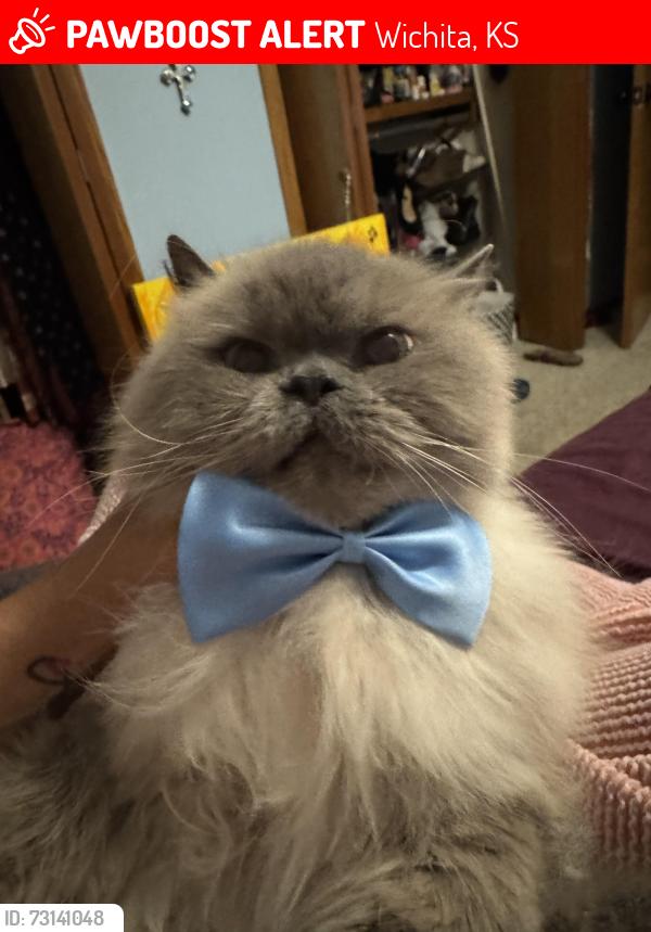 Lost Male Cat last seen Chambers and 17th and partridge chambers, Wichita, KS 67212