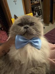 Lost Male Cat last seen Chambers and 17th and partridge chambers, Wichita, KS 67212