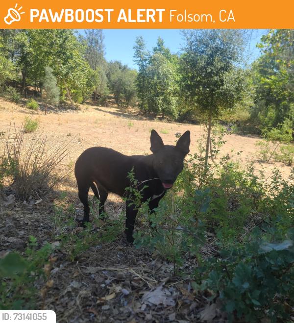 Found/Stray Female Dog last seen Grover Road x Hansen x Carter, Folsom, CA 95630