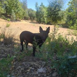 Found/Stray Female Dog last seen Grover Road x Hansen x Carter, Folsom, CA 95630
