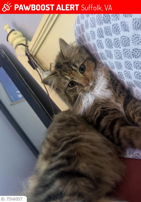 Lost Female Cat last seen West Haven Lakes 23434, Suffolk, VA 23434