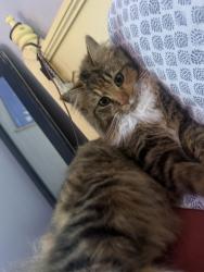 Lost Female Cat last seen West Haven Lakes 23434, Suffolk, VA 23434