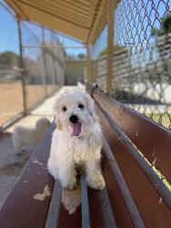 Lost Female Dog last seen Maxson rd el monte ca, El Monte, CA 91732