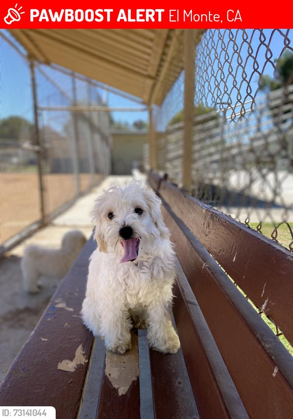Lost Female Dog last seen Maxson rd el monte ca, El Monte, CA 91732