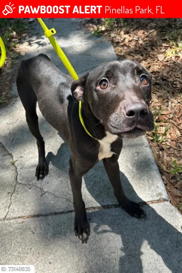 Lost Male Dog last seen Blue pearl vet, Pinellas Park, FL 33781