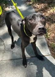 Lost Male Dog last seen Blue pearl vet, Pinellas Park, FL 33781