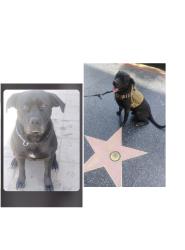 Lost Male Dog last seen By the new splash pad in Portola Park, Santa Ana, CA 92705