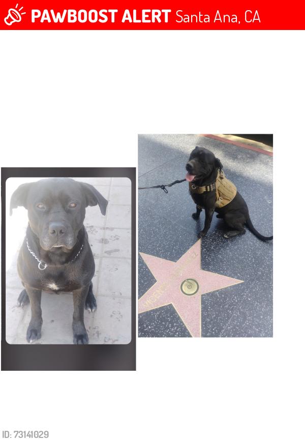 Lost Male Dog last seen By the new splash pad in Portola Park, Santa Ana, CA 92705