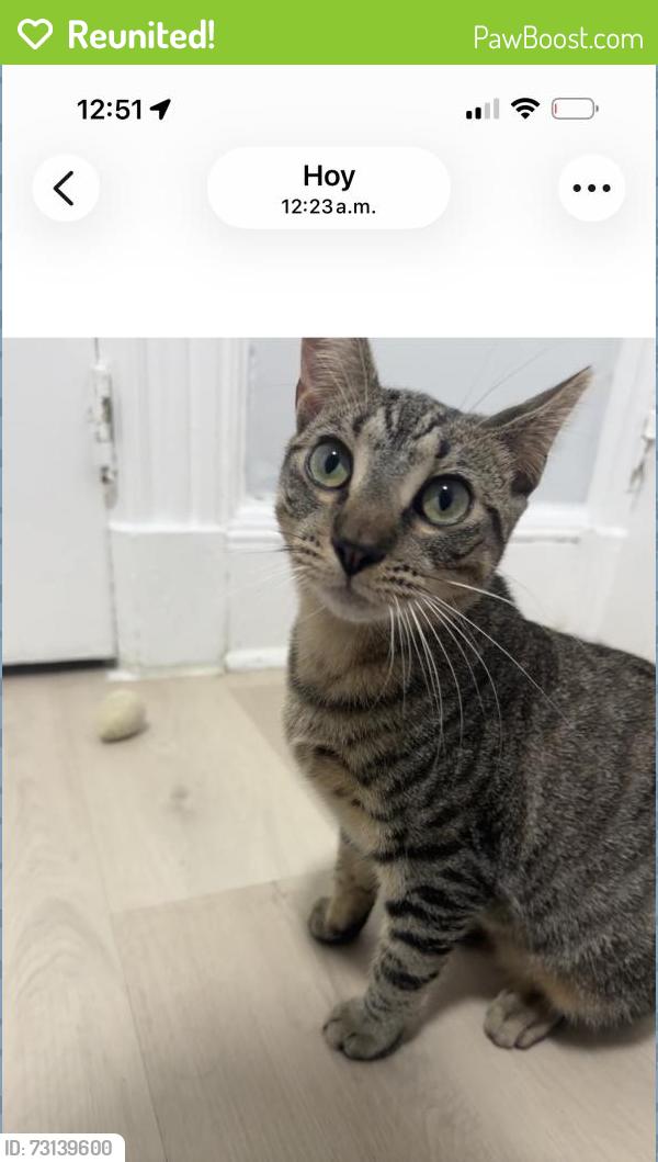Reunited Female Cat last seen In the area surrounding “El Aguila” Supermarket., Paterson, NJ 07501