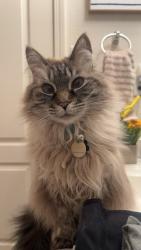 Reunited Female Cat last seen Soothing Meadows Dr NE, Rio Rancho, NM 87144