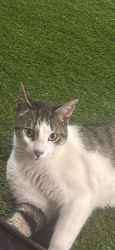 Reunited Male Cat last seen Dempster, Skokie, IL 60076