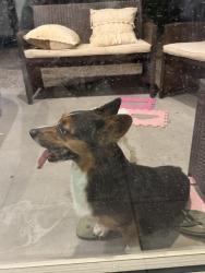 Reunited Male Dog last seen 63av & Broadway 85043, Phoenix, AZ 85339