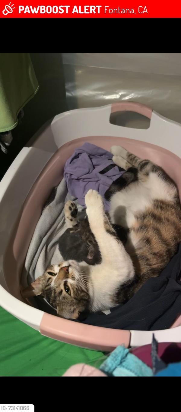 Lost Male Cat last seen Cross streets Seville/mango ave. Seville/palmetto ave., Fontana, CA 92335