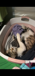Lost Male Cat last seen Cross streets Seville/mango ave. Seville/palmetto ave., Fontana, CA 92335