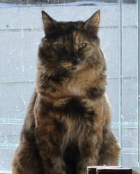 Lost Female Cat last seen Mantelli street and poplar drive, Gilroy, CA 95020