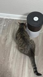 Reunited Male Cat last seen The Ridge on 161 apmts, Irving, TX 75038