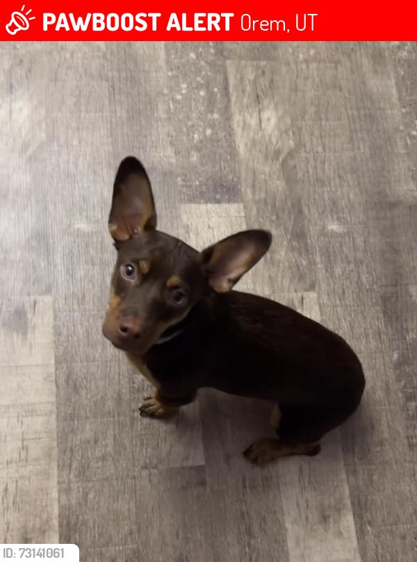 Lost Female Dog last seen Near n 600 w, Orem, UT 84057, Orem, UT 84057