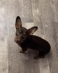 Lost Female Dog last seen Near n 600 w, Orem, UT 84057, Orem, UT 84057