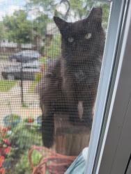 Found/Stray Unknown Cat last seen Near s Mozart, Chicago, IL 60629