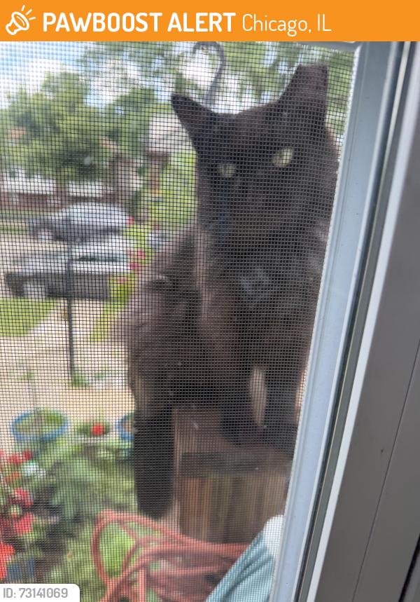 Found/Stray Unknown Cat last seen Near s Mozart, Chicago, IL 60629