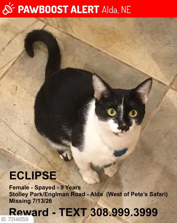 Lost Female Cat last seen West of Pete's Safari - Stolley Park/Engleman Roads, Alda NE, Alda, NE 68810