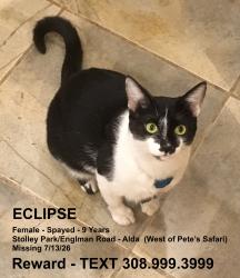 Lost Female Cat last seen West of Pete's Safari - Stolley Park/Engleman Roads, Alda NE, Alda, NE 68810