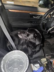 Found/Stray Female Dog last seen Wagner Rd trailer park area, Ann Arbor, MI 48103