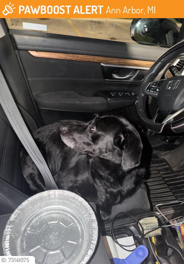 Found/Stray Female Dog last seen Wagner Rd trailer park area, Ann Arbor, MI 48103