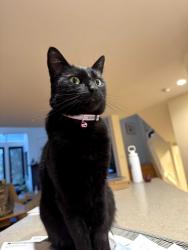 Lost Female Cat last seen Dorothy Eskine Park in Glen Park, San Francisco, CA 94131