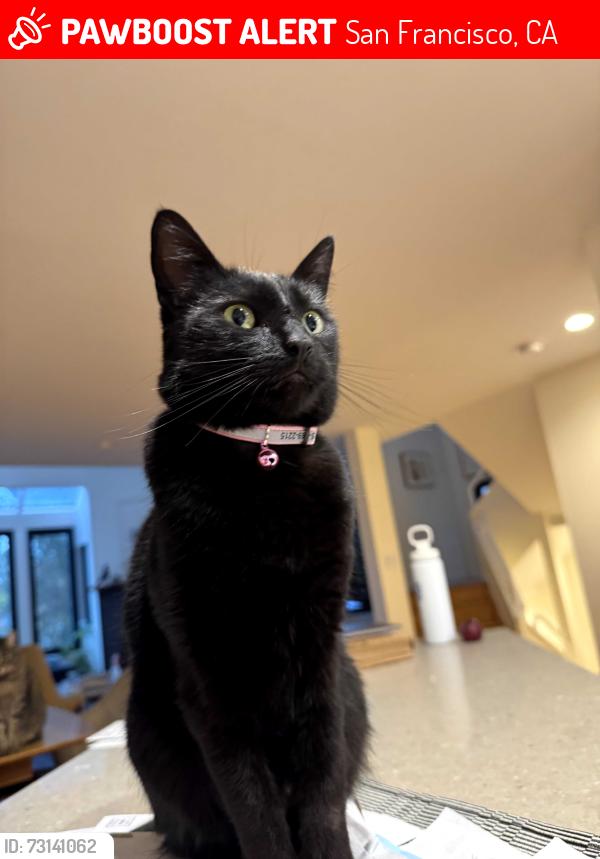Lost Female Cat last seen Dorothy Eskine Park in Glen Park, San Francisco, CA 94131