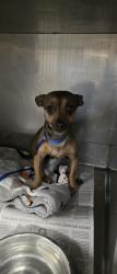 Shelter Stray Male Dog last seen , 11258 Garfield Ave, Downey, CA 90242, USA