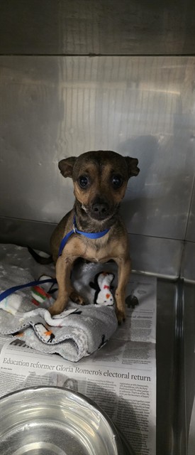 Shelter Stray Male Dog last seen , 11258 Garfield Ave, Downey, CA 90242, USA