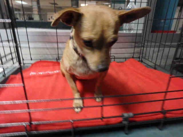 Shelter Stray Female Dog last seen , West Valley Animal Shelter, 20655 Plummer St, Chatsworth, CA 91311, USA