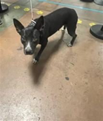 Shelter Stray Female Dog last seen , 14409 Vanowen St, Van Nuys, CA 91405, USA