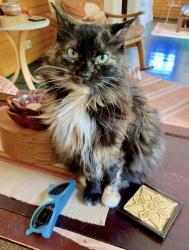 Reunited Female Cat last seen 51st & 37th St Mpls, MN, Minneapolis, MN 55417